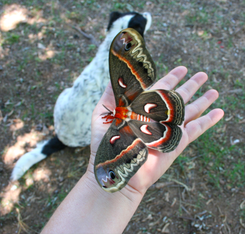 moth-in-hand-2