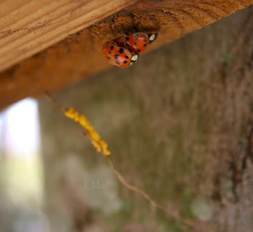 lady-bugs-1.png